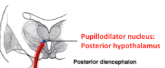 pupillodilator nucleus in posterior hypothalamus