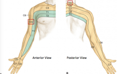 ANTERIOR surface – lateral arm and forearm to the wrist

				
			
		
	
