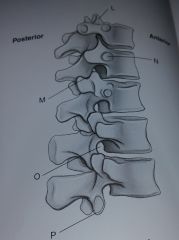 Label L-P
Q. The joints between the ribs and vertebrae at N are called:  _______
R. The joints between the ribs and vertebrae at P are called:______