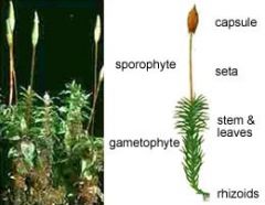 Stem, leaves, rhizoids
Sporophyte: capsule, seta, foot