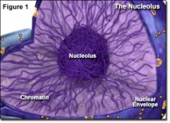 Like the nucleolus.