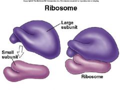 Like the ribosomes.