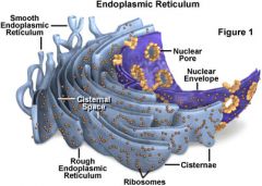Like the endoplasmic reticulum (ER).
