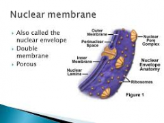 Like the nuclear membrane.