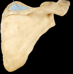 posterior view