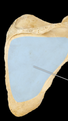 posterior view