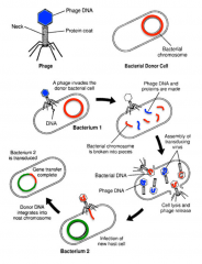 - process in which bacteriophages carry payloads of host DNA from one cell to another


- bacteriophages can't distinguish host DNA from their own


- so, pieces of host DNA becomes package in phage capsid instead of phage DNA


- Host DNA i...