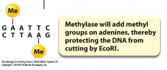 - enzyme


- adds methyl group on adenines


- makes sequence invisible restriction enzyme, protecting DNA


- only 1 strand must be methylated to work, so newly formed DNA is protected 