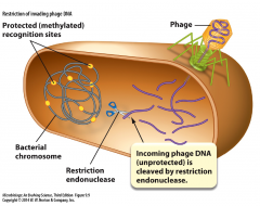 - bacterial cell defense against phage


- enzymatic cleavage (restriction) of alien DNA by restriction endonucleases


- protective methylation (modification) of self-DNA by modification enzymes that protects host cell DNA from restriction nu...