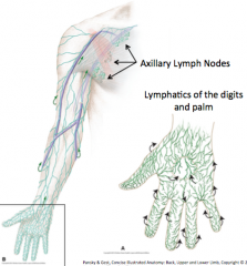 Lymph from digits and palm 
↓ drain to 
Lymphatic vessels 
↓ drain to
Axillary lymph nodes (in the axilla)

