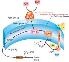 1) Rusticyanin oxidizes Fe2+ into Fe3+, forcing an electron inside membrane to Cyt C

2) Cyt C electron goes to Cyt A pushing protons outside

3) With 2e-, converts 1/2 O2 into H2O and, releasing 2 H+

4) Proton gradient creates ATP