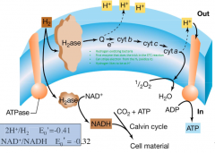 1) H2ase oxidizes H2 

2) Reduces NAD+ with H+ to NADH

3) With CO2 + ATP, NADH goes into calvin cycle