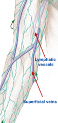 Lymphatic vessels 
↓ travel along side 
Superficial
veins of the lymph