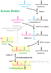 Liver mitochondria- you have lots of acetylCoA lying around so it joins up with acetoacetyl CoA, which is like the last step of beta oxidation before the last two acetyls break apart except the acetyl CoA are fused together. They join to make HMG ...