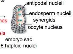 What is the endosperm nucleii?