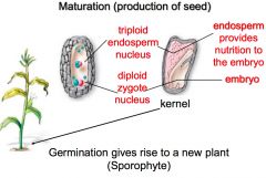 A seed/kernel grows into a new plant
