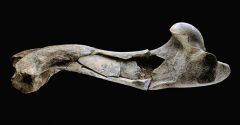 An animal bone such as this one may provide evidence that Homo erectus scavenged for meat if