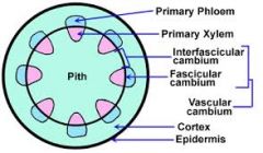 - xylem on inner surface
- phloem on the outer surface
- produces cells 