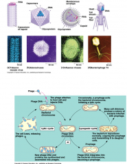 Virus reproduction