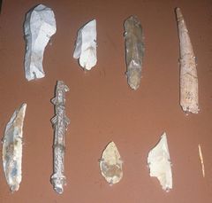 Which of these tools indicates that H. sapiens began eating a new type of food?