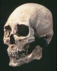 Some people think the reconstruction of Kennewick Man’s skull looks a bit like Patrick Stewart, the actor who played Captain Picard on Star Trek.  The cranial morphology of Kennewick Man, however, shows