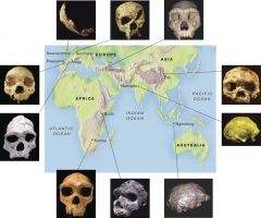 Based on this map of the location of important archaic Homo sapiens fossils, you could say that