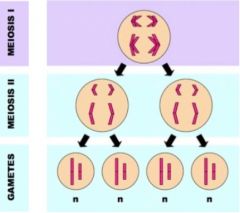 One round of DNA replication (46 ---> 92 chromosomes)


Two rounds of cell division


Four haploid gametes produced from one diploid cell 


Gametes have 23 chromosomes
