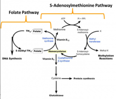 - Methionine Synthase - transfers a methyl group for methyl-THF to vitamin B12 which acts as a co-enzyme
- Methyl group is then transferred to Homocysteine forming Methionine
- Methionine Synthase is the only known enzyme to use Methyl-THF as a ...