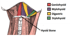 which are the suprahyiod muscles?