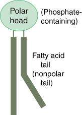 Molecule with a polar head with two nonpolar tails; makes up the lipid bilayer of the cell membrane