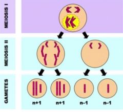 Homologous chromosomes travel together to the same pole (instead of segregating to opposite poles)


All four gametes are aneuploid