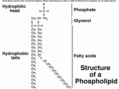 

The fatty acid tails do not have any oxygen atoms and do not interact with water so they are hydrophobic and are non-polar.