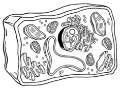 Type of cell pictured here; contains both a nucleus and a cell wall