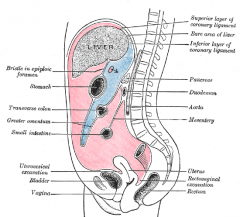 hier in greater and lesser omentum. het is een holte. blauw is lesser sac, roze is greater sac: samen zij zij de peritoneaal holte.
