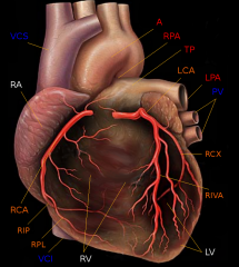 - A. coronaria dextra (RCA)
- A. coronaria sinistra (LCA)
→ Ramus intervetricularis anterior (RIVA)
→ Ramus circumflexus (RCX)