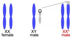 Attached to one of the X chromosomes is a short region from the p end of the Y