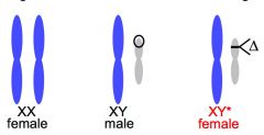 A small region near the long end of the Y chromosome is missing