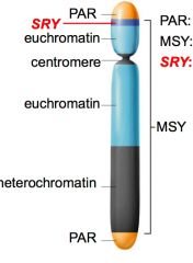 This is a Y chromosome. What is the PAR? 


(psedoautosomal region)