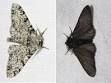 Use peppered moths as an example of natural selection: