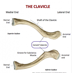 CLAVICLE
-> on its inferolateral surface 