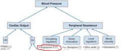 Angiotensin affects peripheral resistance and thus also affects BP


 


It has many other indirect actions due to this increased resistance