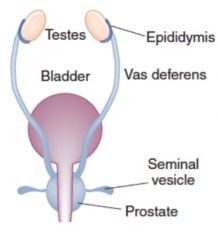 Anti-Mullerian hormone 


Testosterone (which means male structures like vas deferens and seminal vesicle develop) 



