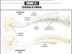 Myelinated Fibers
-Axon wrapped by myelin sheath
-insulates and provides a FASTER transmission of an impulse

Unmyelinated Fibers
-Axons w/out a myelin sheath
-slower transmission of an impulse