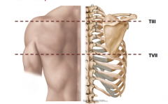 posterolateral aspect of thorax, over ribs II-VII
