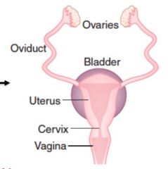 Indifferent gonadal structures develop into ovaries


Wolffian ducts degenerates


Mullerian duct gives rise to oviduct ( connects ovary to uterus), the uterus and upper portion of vagina 



