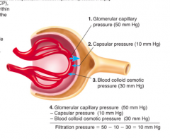 Blood pressure inside capillary tend to move fluid out of capillary into Bowman's capsule.