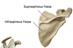 - Spine of the scapula
- Suprasinous fossa
- Infraspinous fossa 