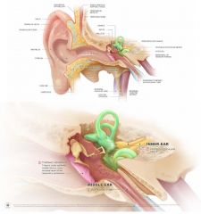 MIDDLE EAR CAVITY AND AUDITORY OSSICLES- It is a small-air filled cavity in the petrous portion of the temporal bone that is lined with epithelium.- It is separated from the external ear by the tympanic membrane.- It is separated from the internal...
