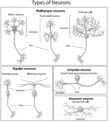 1. Multipolar neurons
2. Bipolar neuron
3. Unipolar neuron
4. Anaxonic