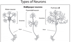 










•Contain typically one axon and mutiple
dendrites
-Make up 99% of nerve cells, including motor neurons and interneurons